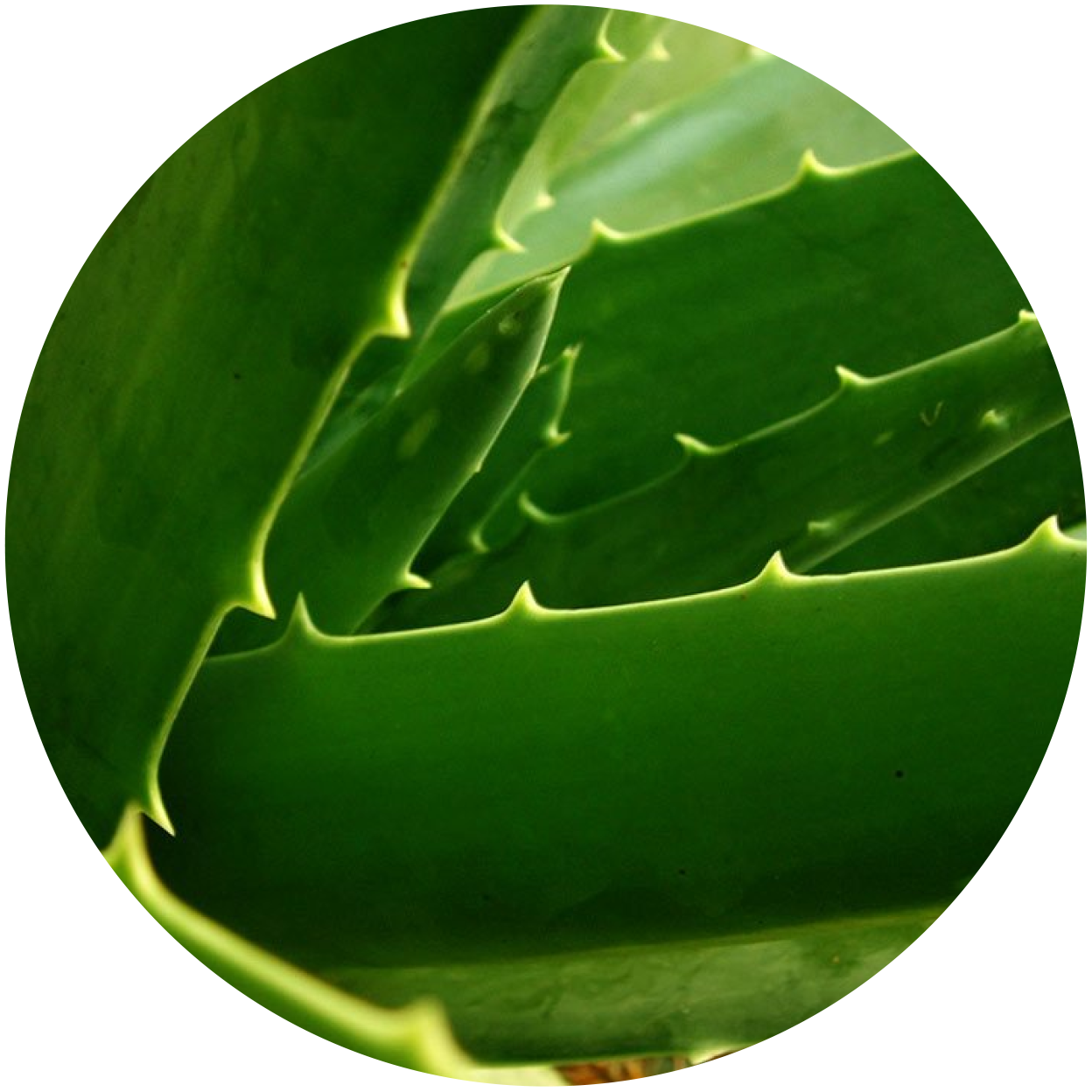 Aloe vera- 6 Natural Pain Relievers You Can Try At Home