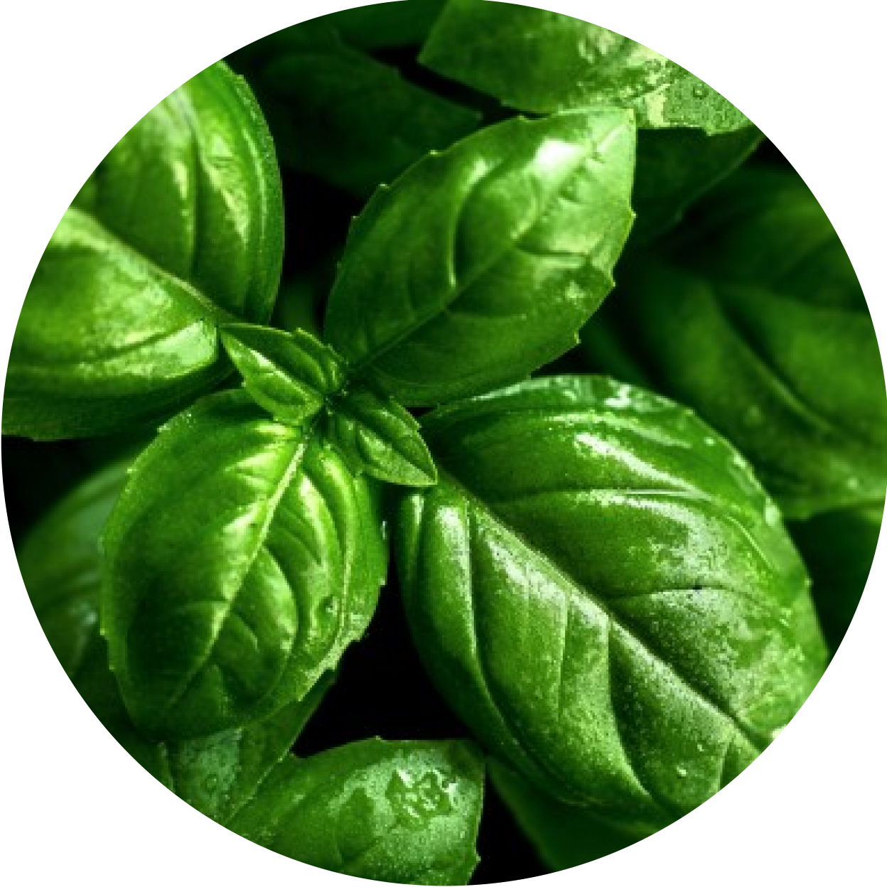 Basil - 6 Natural Pain Relievers You Can Try At Home